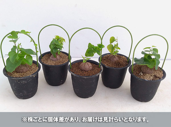 園芸ネット本店｜ディオスコレア（亀甲竜）：エレファンティペス3号