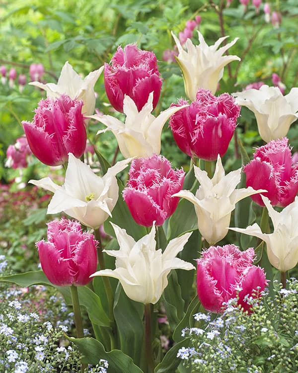 園芸ネット本店｜チューリップ：ペアチューリップ フリンジ咲ピンク