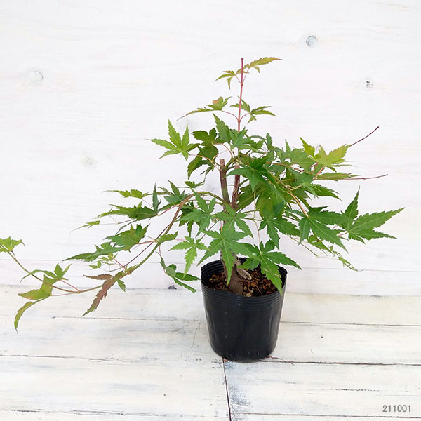 園芸ネット本店｜モミジ（カエデ）：流泉（りゅうせん）4号ポット の