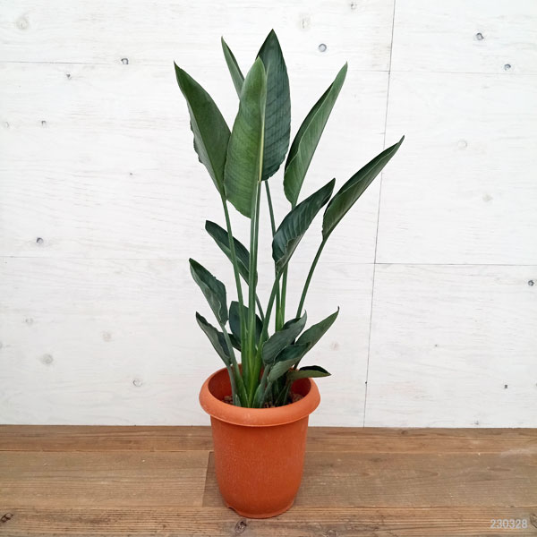 園芸ネット本店｜ストレリチア：レギネ（極楽鳥花） 8号鉢植え の通販