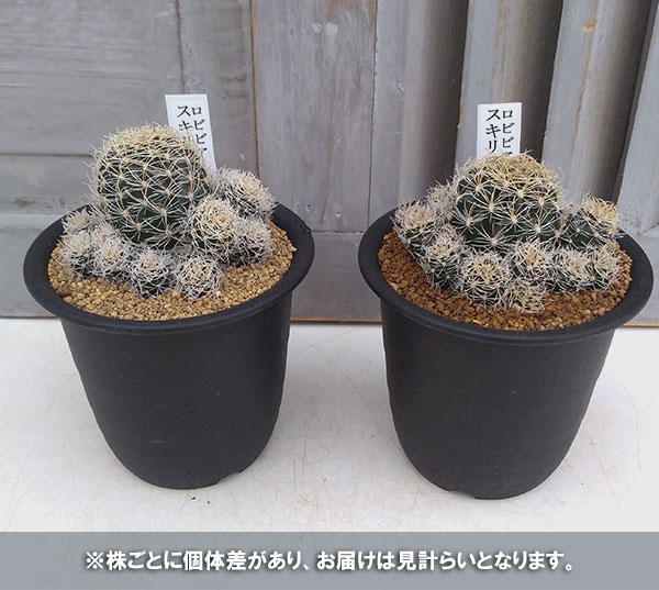 園芸ネット本店｜ロビビア：スキリアナ 3号鉢植え の通販【公式】