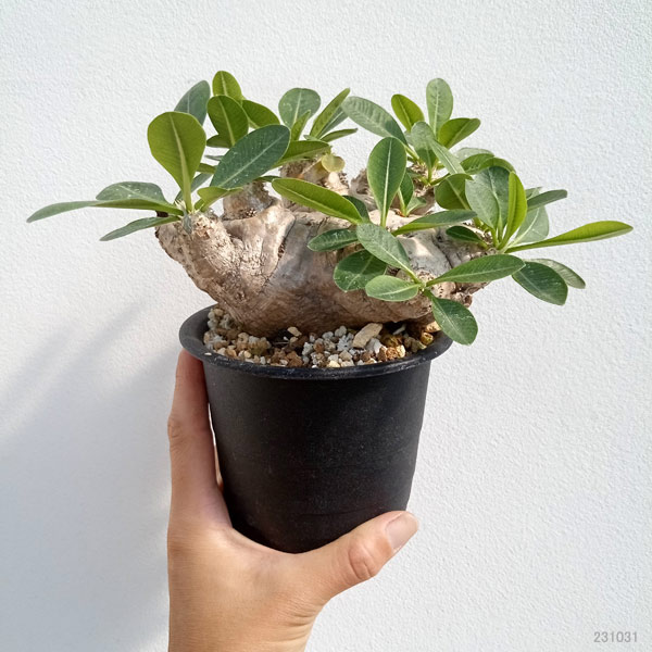 園芸ネット本店｜[送料無料]パキポディウム：ブレビカウレ 恵比寿笑い