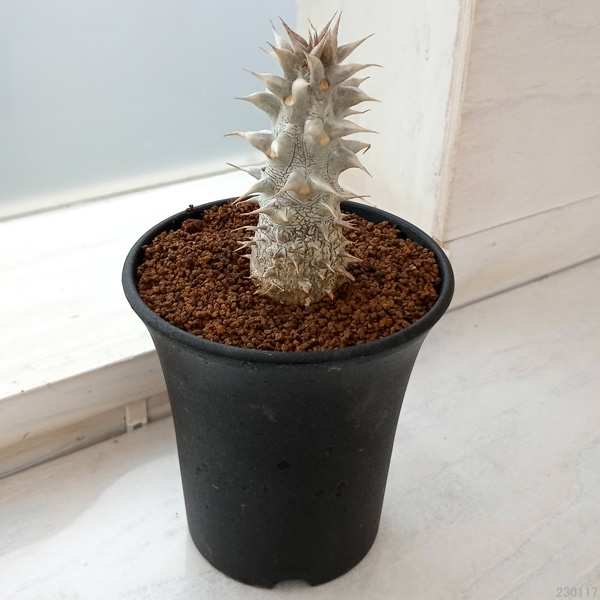 園芸ネット本店｜パキポディウム：伊藤ハイブリッド（実生株） 3号