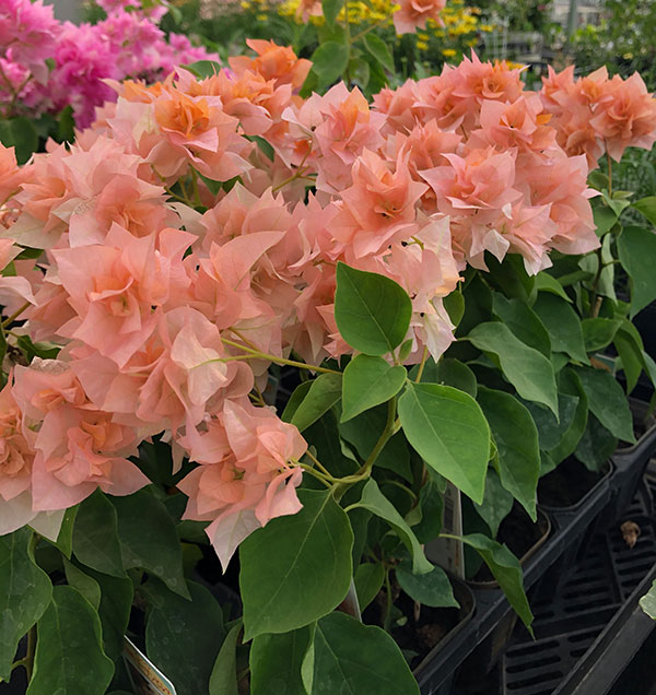 園芸ネット本店｜ブーゲンビリア八重咲き：オレンジ系3号ポット の通販