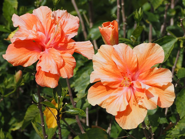 園芸ネット本店｜ハイビスカス・オレンジ八重5号鉢植え の通販【公式】