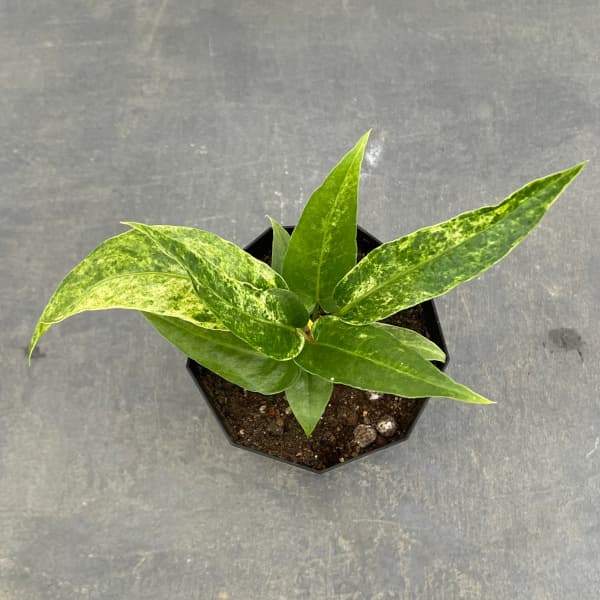 園芸ネット本店｜アンスリウム：フーケリーバリエガータ（国内実生