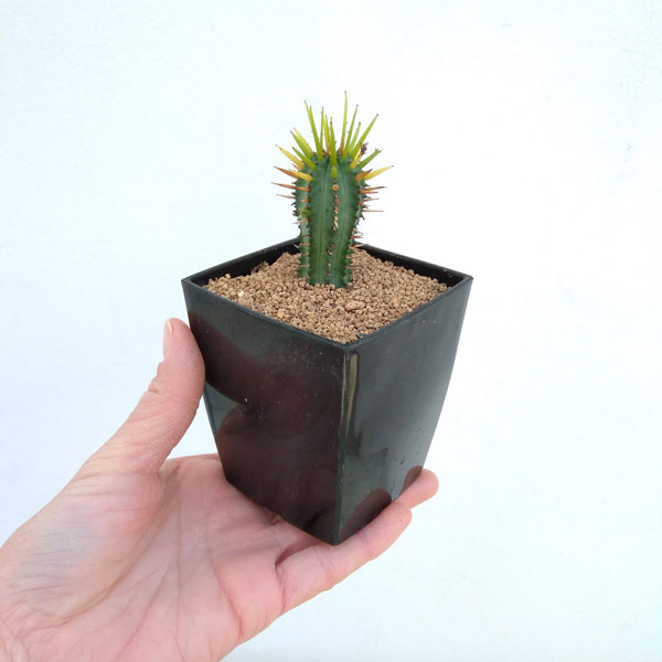 園芸ネット本店｜さぼてんみたいでサボテンじゃない:ユーフォルビア