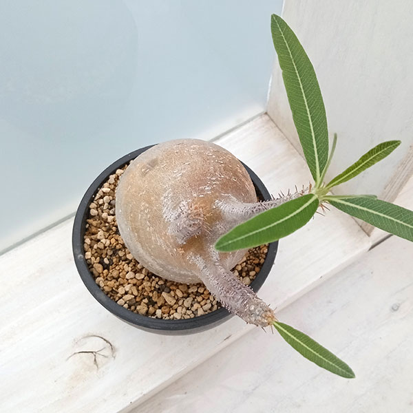 園芸ネット本店｜パキポディウム：グラキリス（発根済み株）3.5号