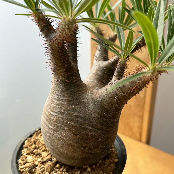 園芸ネット本店｜[送料無料]パキポディウム：グラキリス（多分枝・発根