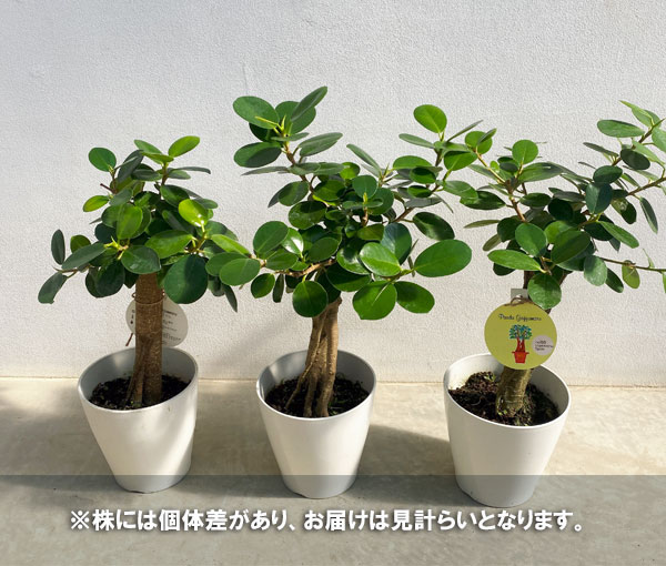 園芸ネット本店｜ガジュマル：パンダガジュマル 5号鉢植え の通販【公式】
