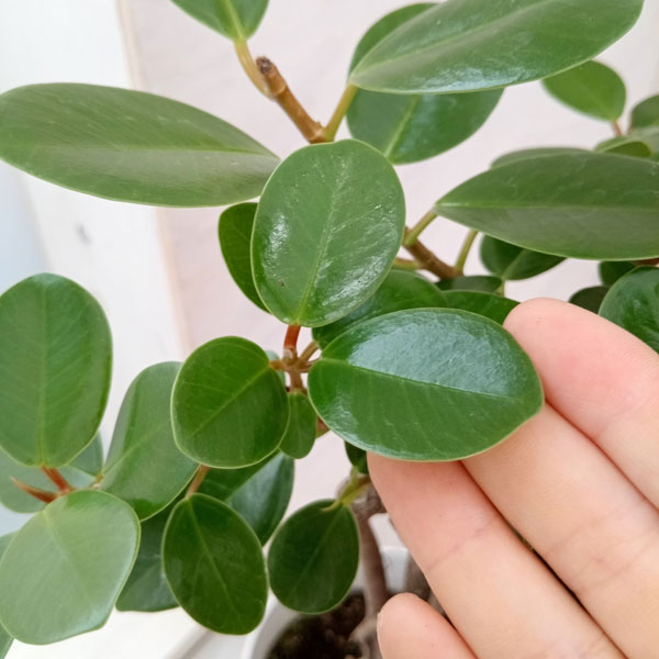 園芸ネット本店｜ガジュマル：パンダガジュマル 5号鉢植え の通販【公式】