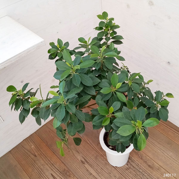 園芸ネット本店｜フィカス：ナナ 7号鉢植え24-01 の通販【公式】