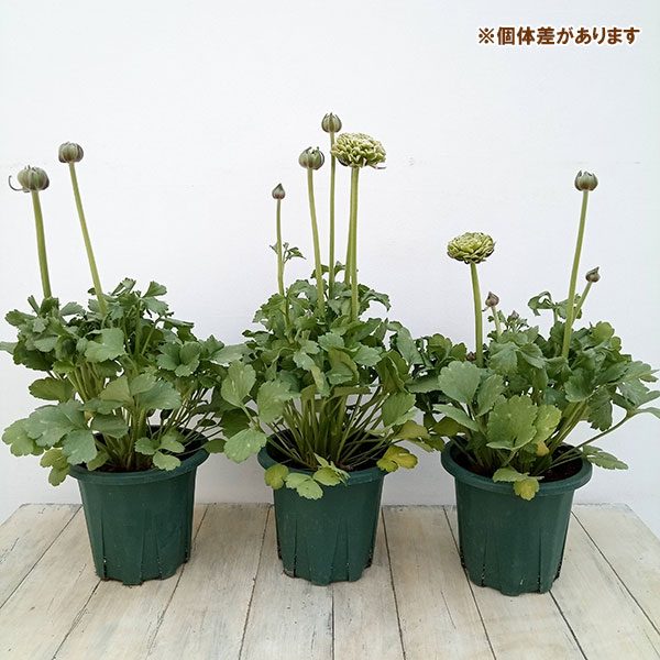 園芸ネット本店｜ラナンキュラス：ポンポン ハーマイオニー6号鉢植え