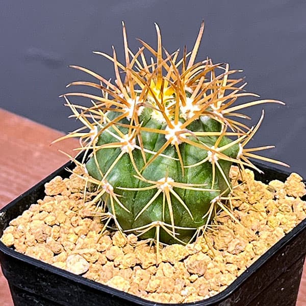 園芸ネット本店｜サボテン：フェロカクタス 金冠竜 2.5号鉢植え の通販