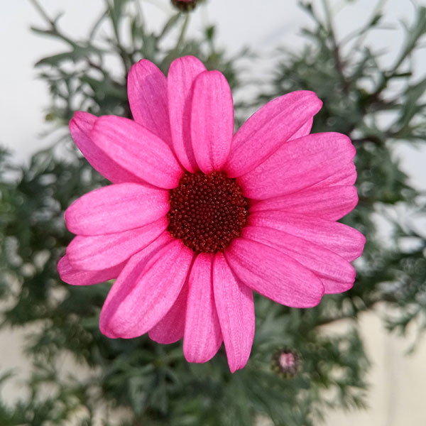 園芸ネット本店｜ビジューマム ローズクオーツ5号鉢植え の通販【公式】