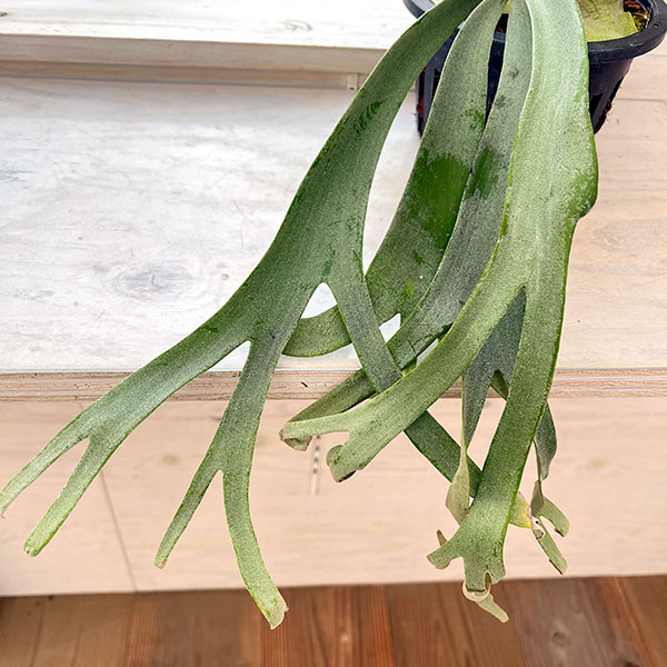 園芸ネット本店｜[送料無料]（わけあり特価）ビカクシダ（コウモリラン