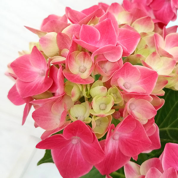 園芸ネット本店｜アジサイ：ストロングハート（レッド）4号鉢植え の