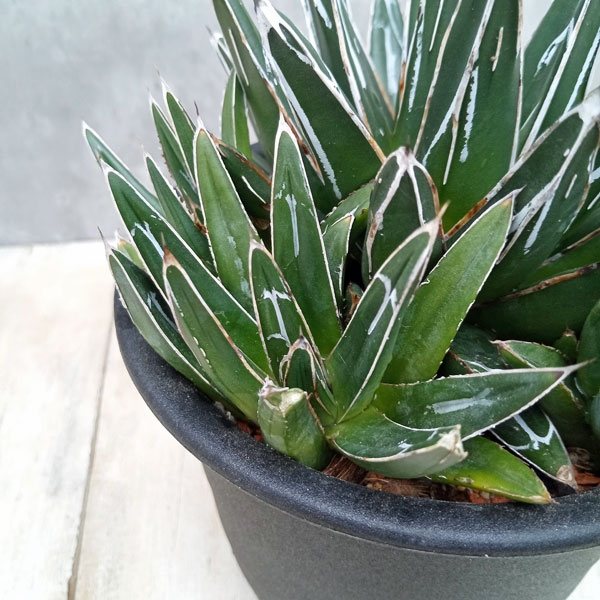 園芸ネット本店｜アガベ：笹の雪 5号鉢植え の通販【公式】