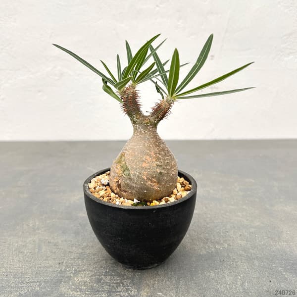 園芸ネット本店｜パキポディウム：グラキリス 3号23-06 の通販【公式】