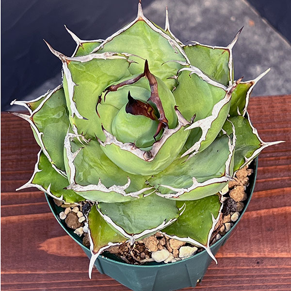 園芸ネット本店｜アガベ：チタノタ4号鉢植え（23-18） の通販【公式】