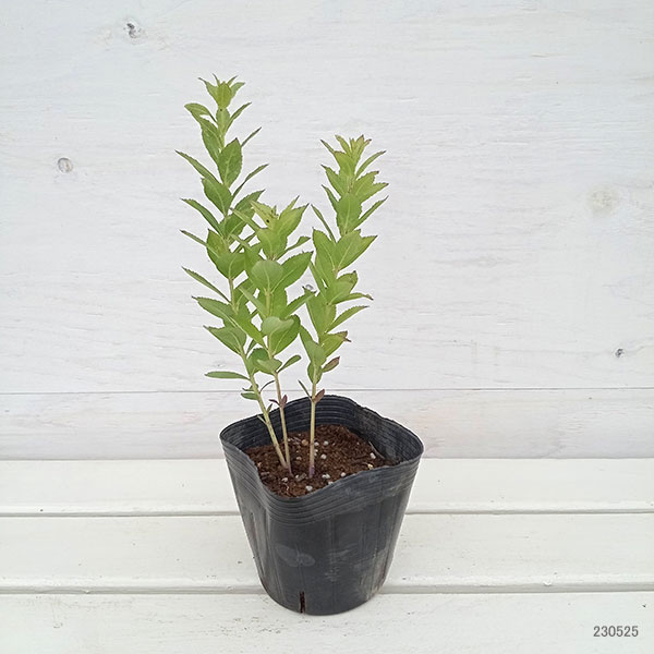 園芸ネット本店｜おもてなしキキョウ(桔梗）：三重系ぴんく4号ポット