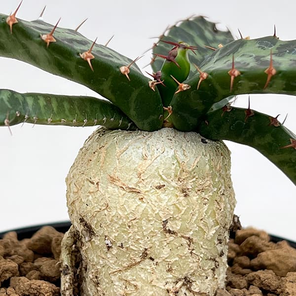 園芸ネット本店｜[ザ・ファームセレクト]ユーフォルビア：ステラータ