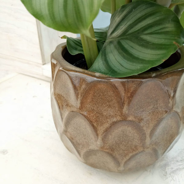 園芸ネット本店｜カラテア：オルビフォリア4号 陶器鉢（ブリテ12）入り