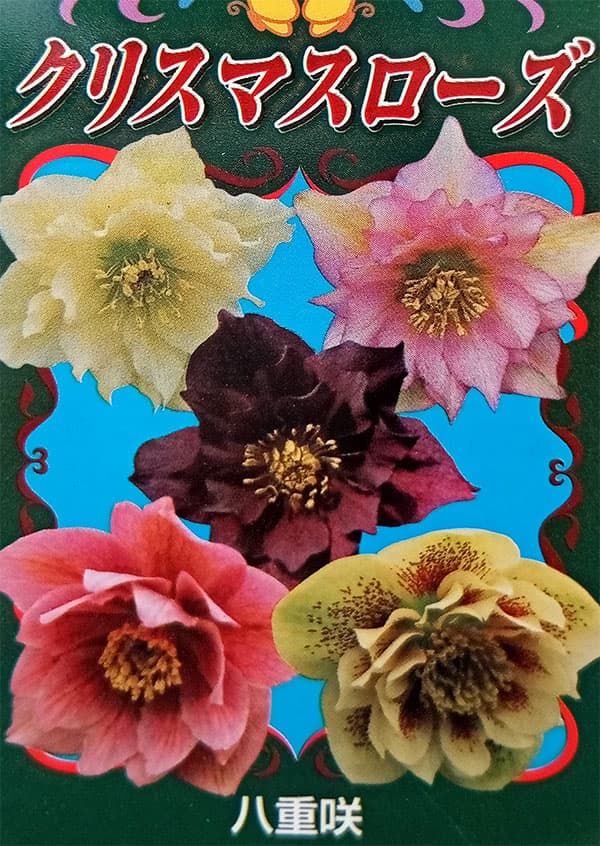 園芸ネット本店｜クリスマスローズ：ダブル系 花色ミックス2.5-3.5号