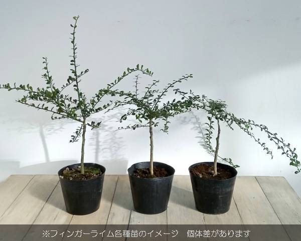 園芸ネット本店｜フィンガーライム：バイロンサンライズ 4.5号ポット