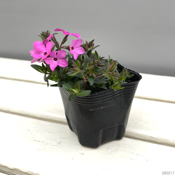 園芸ネット本店｜倍咲く芝桜（シバザクラ）：ウッドランダー ピンク3号