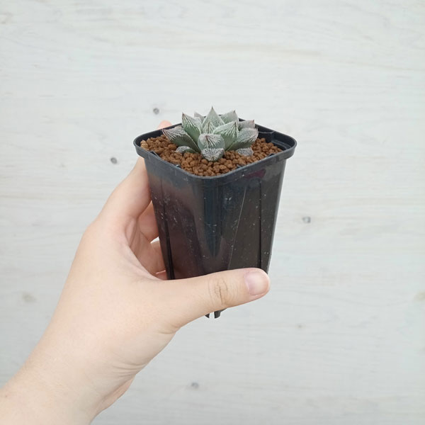 園芸ネット本店｜ハオルチア：ホワイトフォックス 2.5号鉢植え の通販