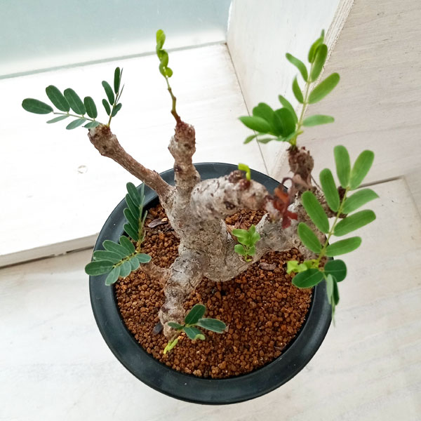 園芸ネット本店｜センナ：メリディオナリス 3号23-02 の通販【公式】