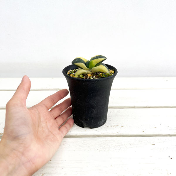 園芸ネット本店｜ガステリア：臥牛錦（がぎゅうにしき）3号23-08 の