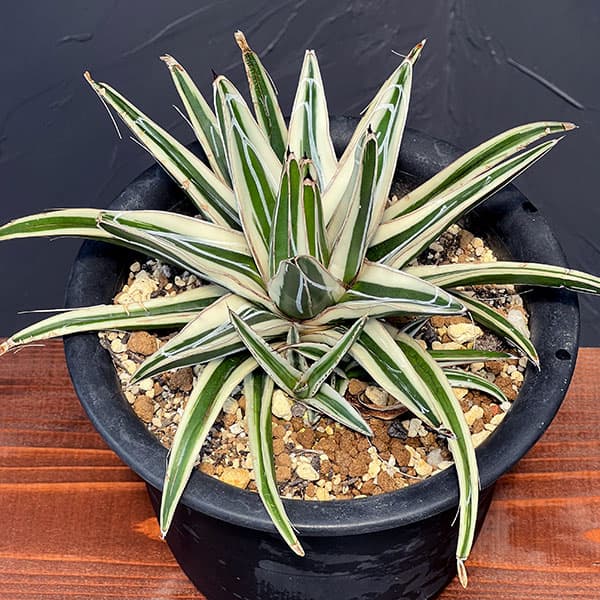 園芸ネット本店｜[ザ・ファームセレクト]アガベ：氷山（ビクトリア