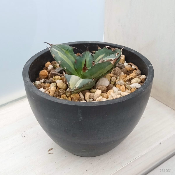 園芸ネット本店｜アガベ：チタノタ No.1白中斑 3号鉢植え23-01 の通販