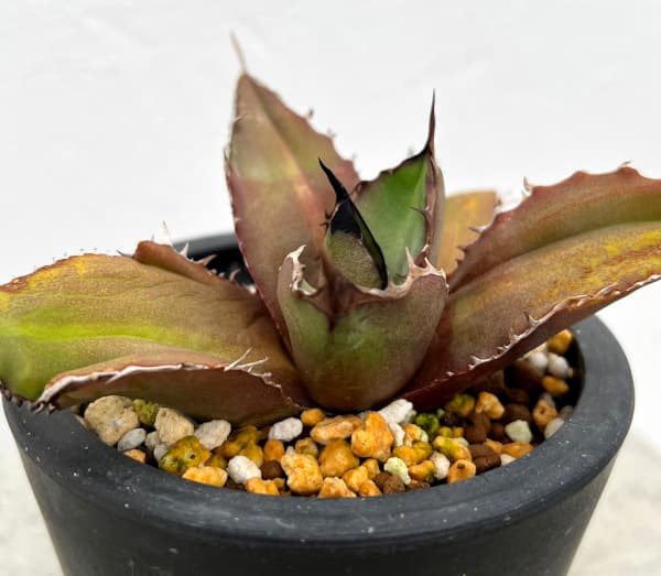 園芸ネット本店｜アガベ：チタノタ ブラック ファイヤー 3号鉢植え23