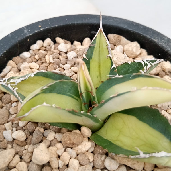 園芸ネット本店｜アガベ：チタノタ No.1 白中斑（発根済） 3号鉢植え23