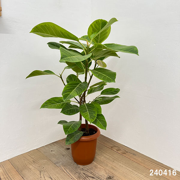 園芸ネット本店｜フィカス：アルテシマ 7号鉢植え* の通販【公式】