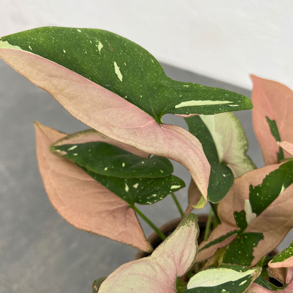 園芸ネット本店｜シンゴニウム：レッドスポットトリカラー 3.5号ポット