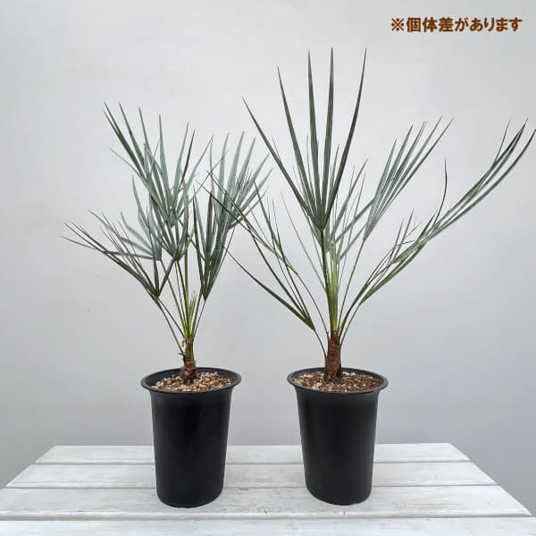 園芸ネット本店｜チャメロプス：フミリス・セリフェラ 6号鉢植え の