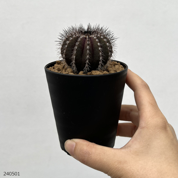 園芸ネット本店｜ユーベルマニア：ペクチニフェラ（実生） 3号鉢植え