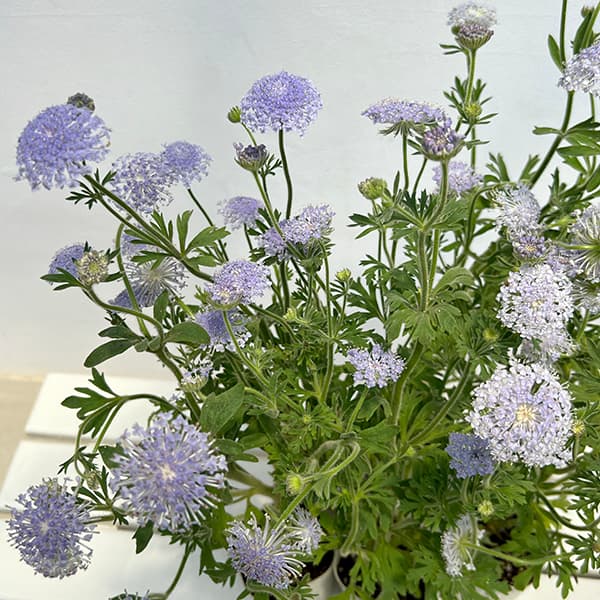 園芸ネット本店｜ブルーレースフラワー：セトノブルー3号ロングポット