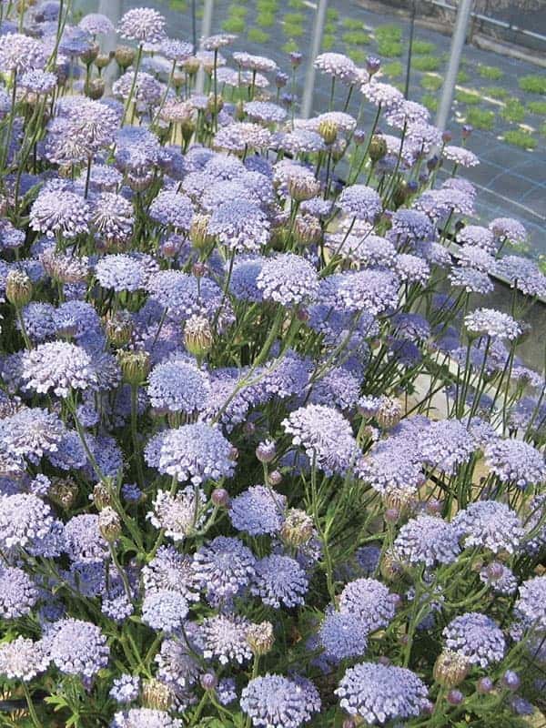 園芸ネット本店｜ブルーレースフラワー：セトノブルー3号ロングポット