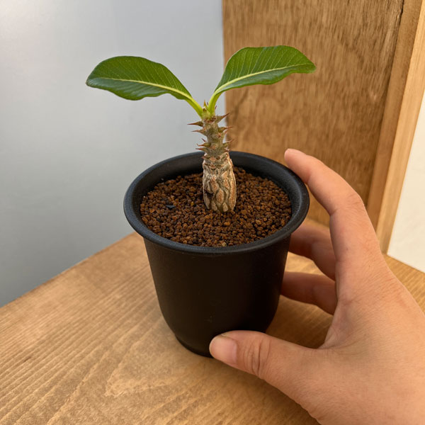 園芸ネット本店｜[ザ・ファームセレクト]パキポディウム：ウィンゾリー