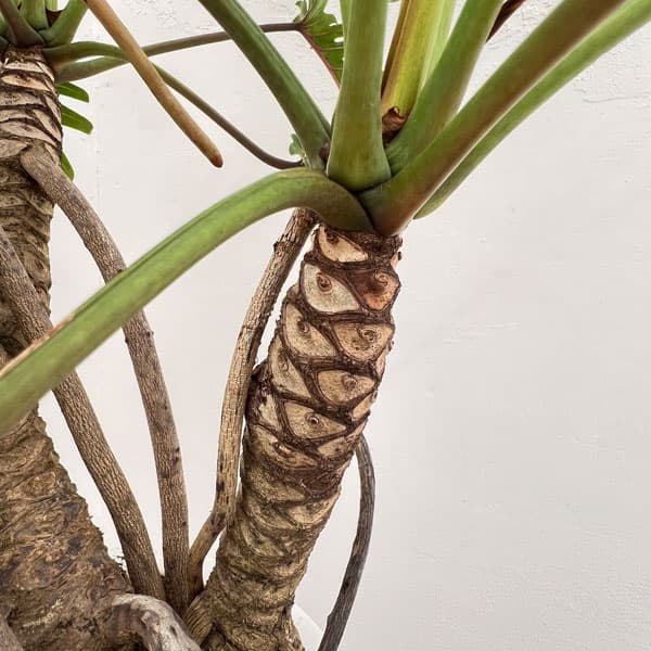 園芸ネット本店｜フィロデンドロン：クッカバラ（幹上がり） 8号鉢植え