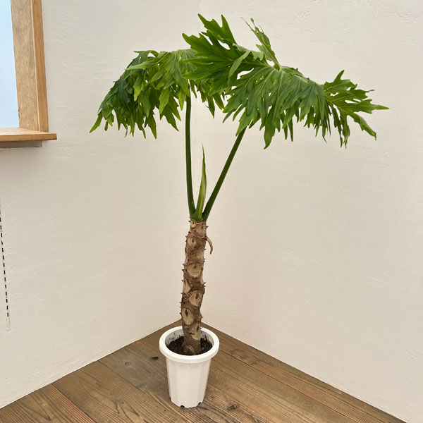 園芸ネット本店｜フィロデンドロン：セローム（根上がり） 7号24-01 の