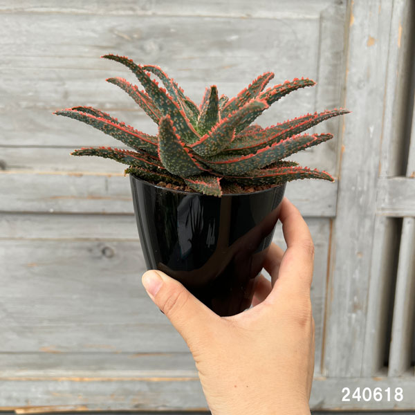 園芸ネット本店｜アロエ：ハイブリッドレッド系（NO.1） 3号 の通販