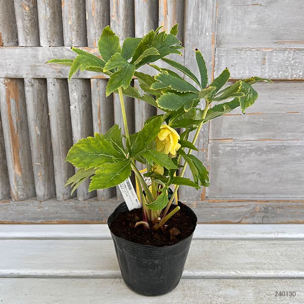 園芸ネット本店｜杉光園芸さんのクリスマスローズ：ダブルゴールド24