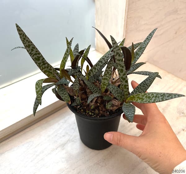 園芸ネット本店｜レデボウリア：ソシアリス 彪紋（ヒョウモン） 3.5号