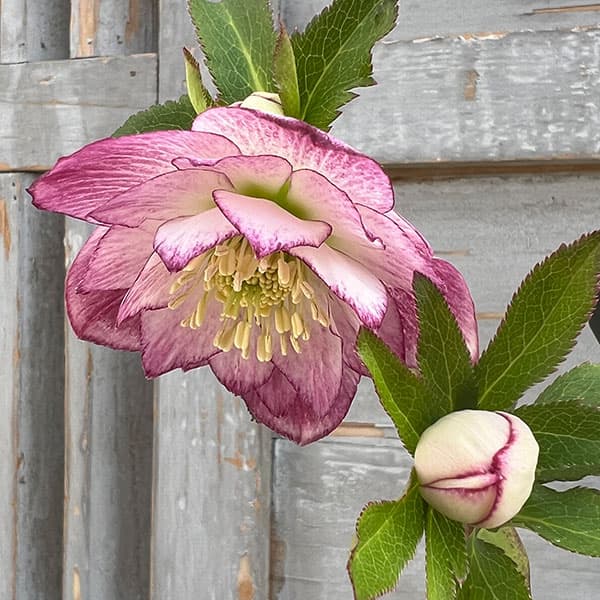 園芸ネット本店｜クリスマスローズ：スウィングダブル24-27／1Lポット